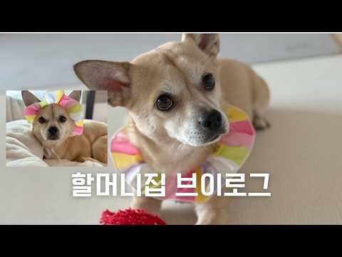 [설연휴 브이로그] 설인데 갈곳은 할머니집뿐 🐕💖