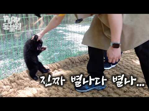 [SUB] 판다 루이 후이가 큐티힐링물이라면 여기는 액션 예능👊 역대급 천방지축 반달곰 등장  | 아기 반달곰 루다 루리 편 | Cute Face, Savage Attitude?