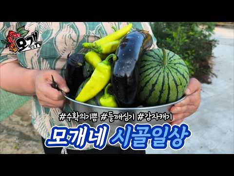 모개의일상 | 수확의 기쁨을 누리는 6월 말 시골 브이로그 | 고추밭 방제, 들깨모종심기, 감자캐기, 정원 물주기, 애플수박, 가지, 고추수확 |