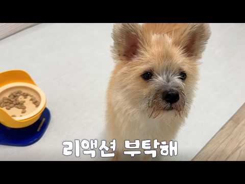 밥 먹을 때 리액션 해달라는 강아지