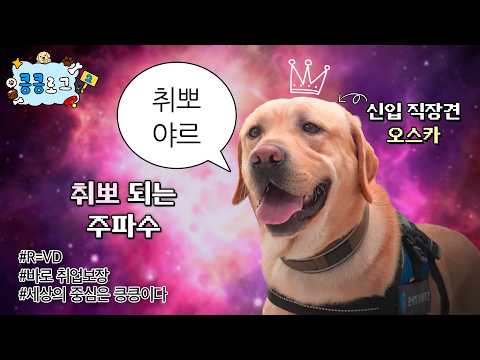 인천공항 취뽀 성공! 신입 직장견 Vlog 💼 [킁킁로그2 EP.3]